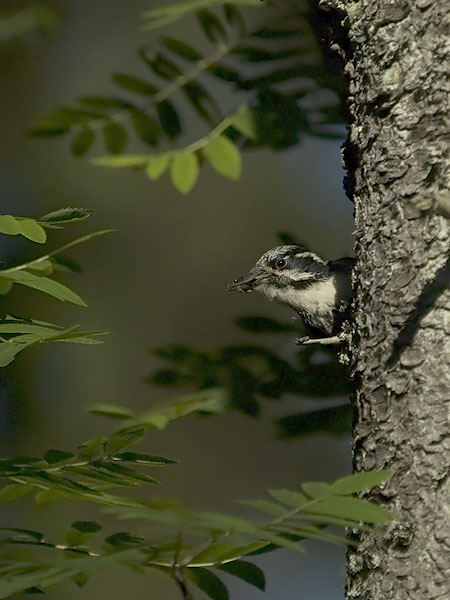 Pohjantikka, Three-toed Woodpecker, Picoides tridactylus